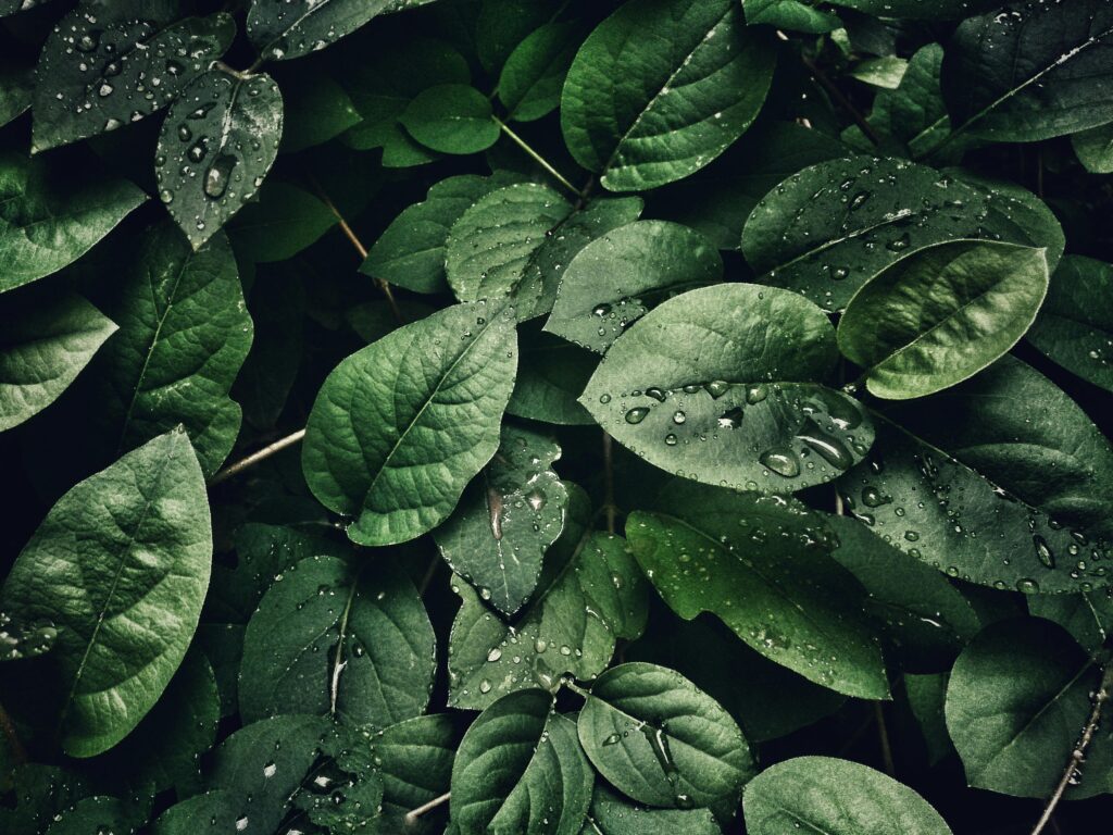 De populairste planten om te kweken in een kwekerij