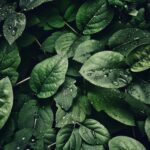 De populairste planten om te kweken in een kwekerij
