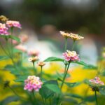 Belangrijke elementen voor een tijdloos tuinontwerp